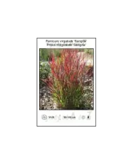 Panicum-virgatum-Sangria.jpg
