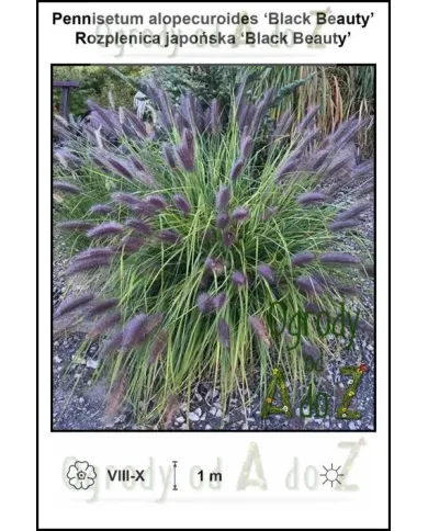 Pennisetum-alopecuroides-Black-Beauty.jpg