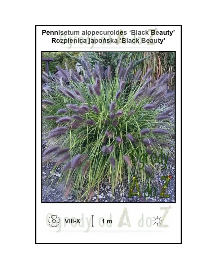 Pennisetum-alopecuroides-Black-Beauty.jpg