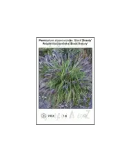 Pennisetum-alopecuroides-Black-Beauty.jpg