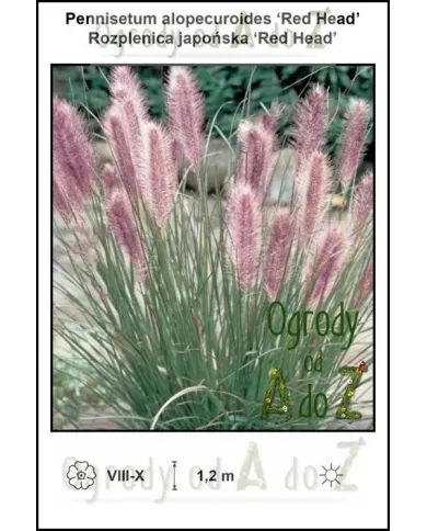 Pennisetum-alopecuroides-Red-Head.jpg