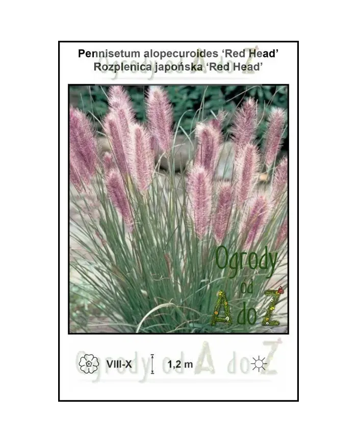 Pennisetum-alopecuroides-Red-Head.jpg