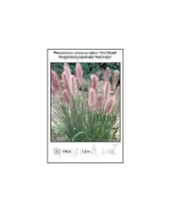 Pennisetum-alopecuroides-Red-Head.jpg