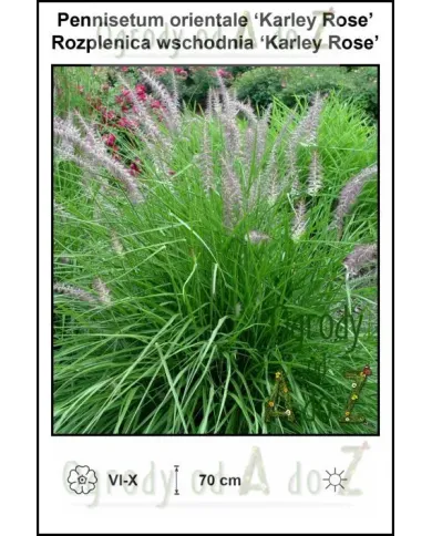 Pennisetum-orientale-Karley-Rose.jpg