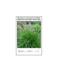 Pennisetum-orientale-Karley-Rose.jpg