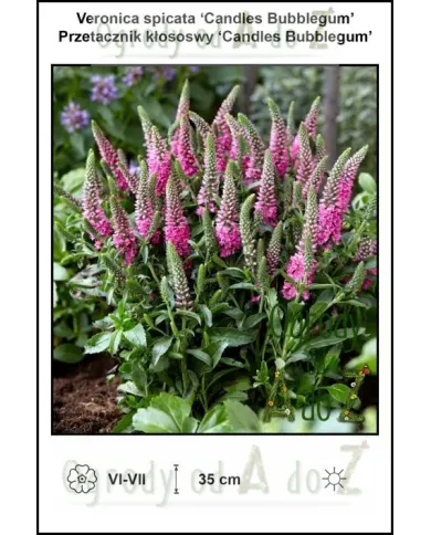 Veronica-spicata-Candles-Bubblegum.jpg Veronica-spicata-Candles-Bubblegum.jpg