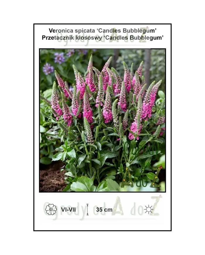 Veronica-spicata-Candles-Bubblegum.jpg