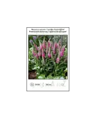 Veronica-spicata-Candles-Bubblegum.jpg