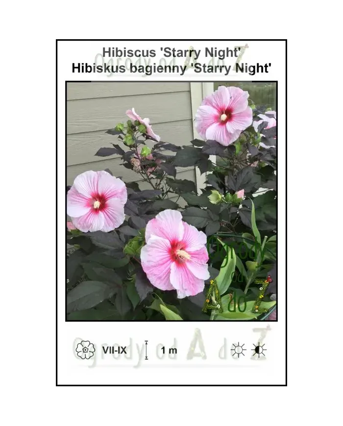 Hibiscus-Starry-Night.jpg