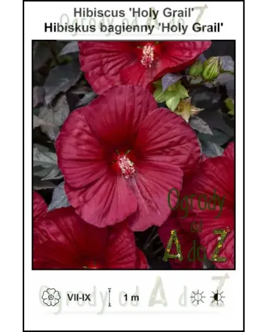 Hibiscus-Holy-Grail.jpg