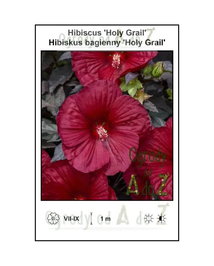 Hibiscus-Holy-Grail.jpg