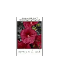 Hibiscus-Holy-Grail.jpg