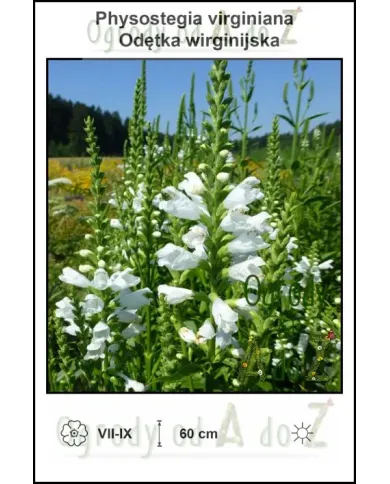 Phystostegia-virginiana-var.-White.jpg
