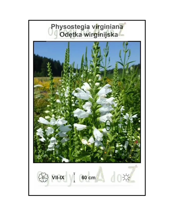Phystostegia-virginiana-var.-White.jpg