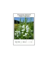Phystostegia-virginiana-var.-White.jpg