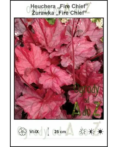 Heuchera-Fire-Chief.jpg Heuchera-Fire-Chief.jpg