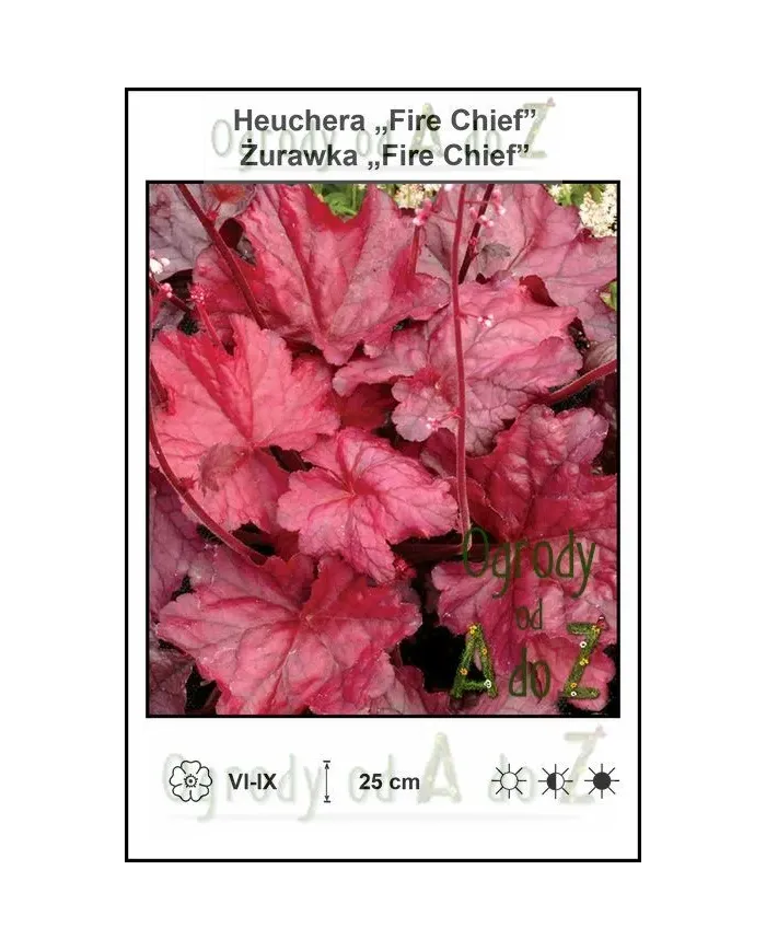 Heuchera-Fire-Chief.jpg Heuchera-Fire-Chief.jpg