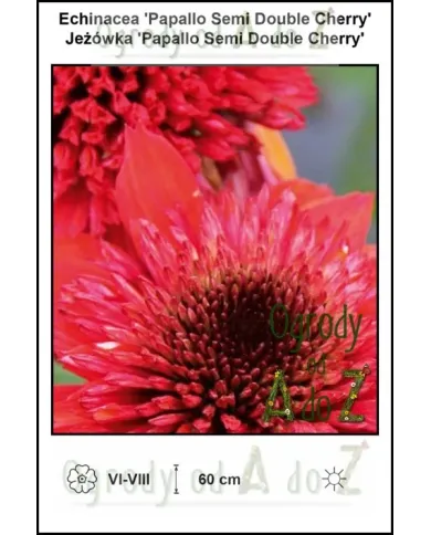Echinacea-Papallo-Semi-Double-Cherry.jpg