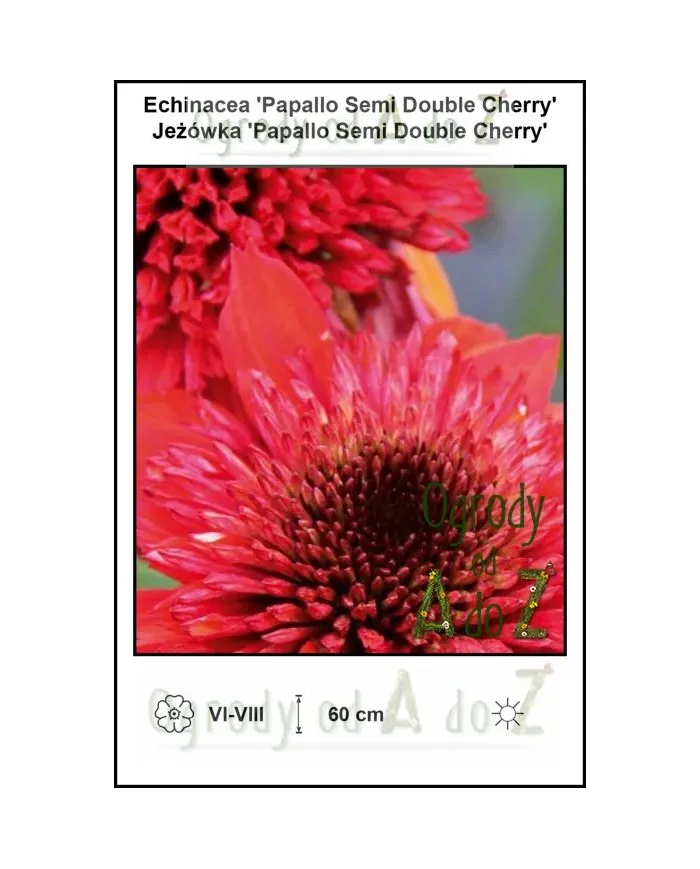 Echinacea-Papallo-Semi-Double-Cherry.jpg