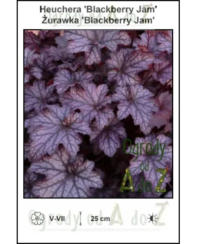 Heuchera-Blackberry-Jam.jpg Heuchera-Blackberry-Jam.jpg