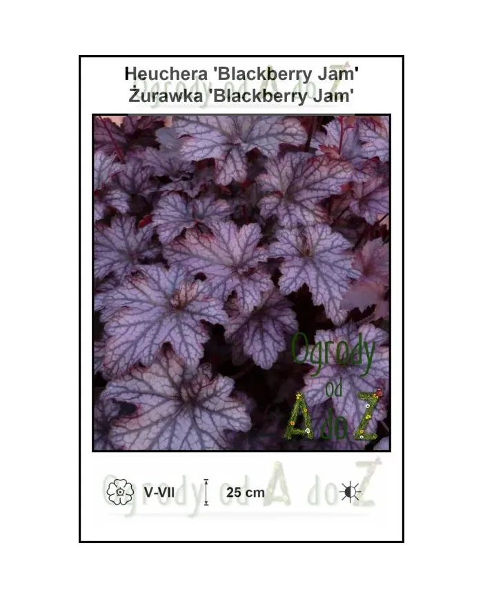 Heuchera-Blackberry-Jam.jpg