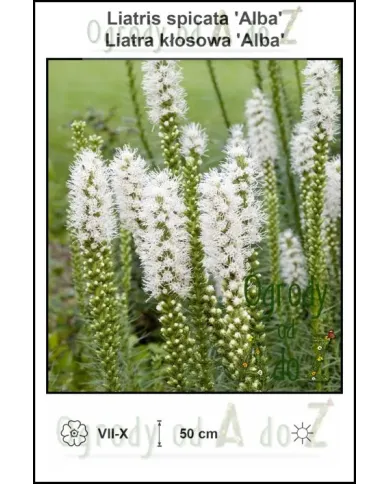 Liatris-spicata-Alba.jpg