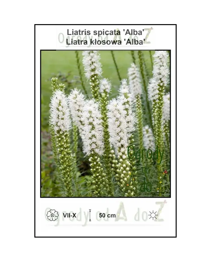 Liatris-spicata-Alba.jpg