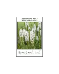 Liatris-spicata-Alba.jpg