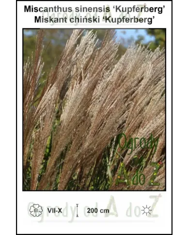 Miscanthus-sinensis-Kupferberg.jpg