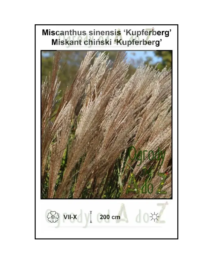 Miscanthus-sinensis-Kupferberg.jpg