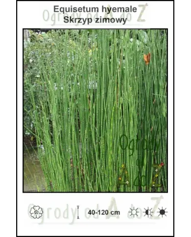 Equisetum hyemale.jpg Equisetum hyemale.jpg