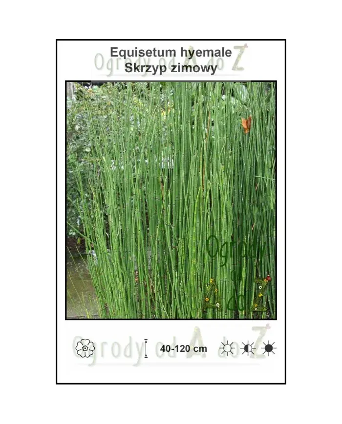 Equisetum hyemale.jpg