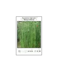 Equisetum hyemale.jpg