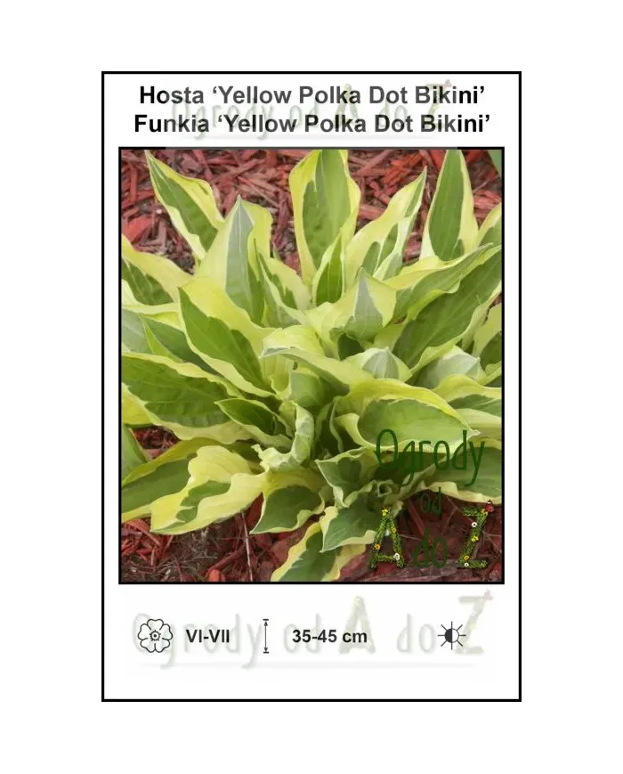 Hosta-Yellow-Polka-Dot-Bikini.jpg