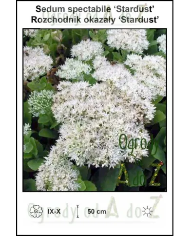 Sedum-spectabile-Stardust.jpg Sedum-spectabile-Stardust.jpg