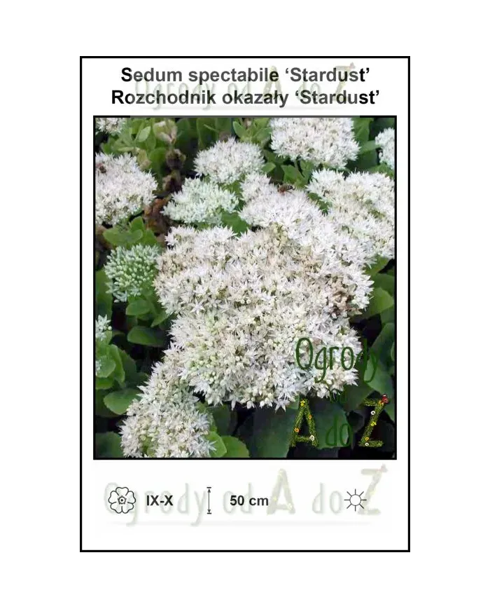 Sedum-spectabile-Stardust.jpg