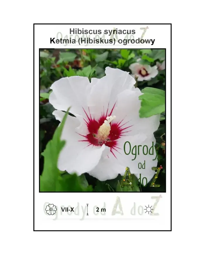 Hibiscus-syriacus.jpg
