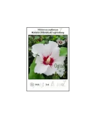 Hibiscus-syriacus.jpg
