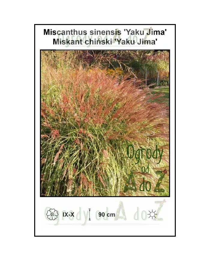 Miscanthus-sinensis-Yaku-Jima.jpg