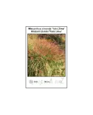 Miscanthus-sinensis-Yaku-Jima.jpg