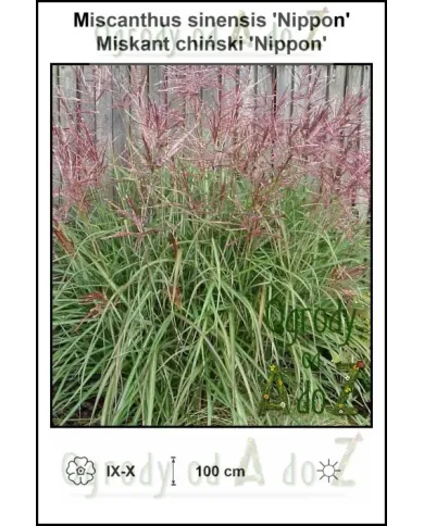 Miscanthus-sinensis-Nippon.jpg