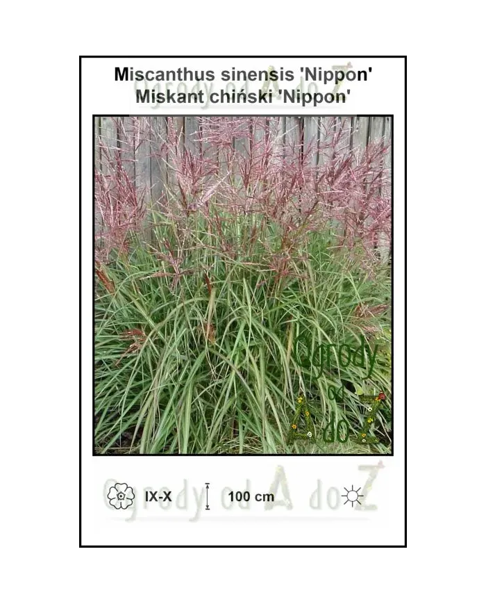Miscanthus-sinensis-Nippon.jpg