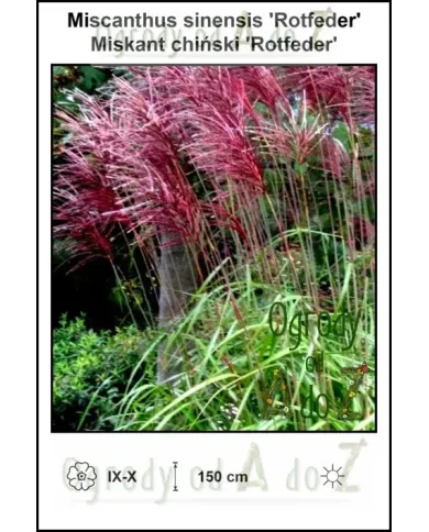 Miscanthus-sinensis-Rotfeder.jpg