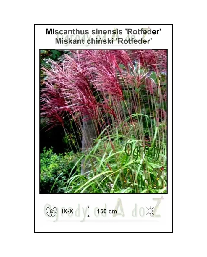 Miscanthus-sinensis-Rotfeder.jpg