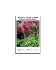 Miscanthus-sinensis-Rotfeder.jpg