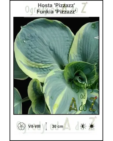 Hosta-Pizzazz.jpg