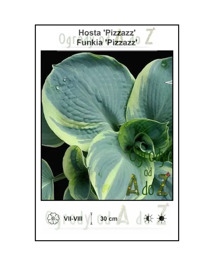 Hosta-Pizzazz.jpg