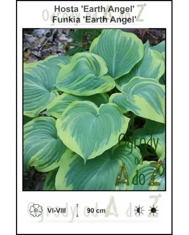 Hosta-Earth-Angel.jpg