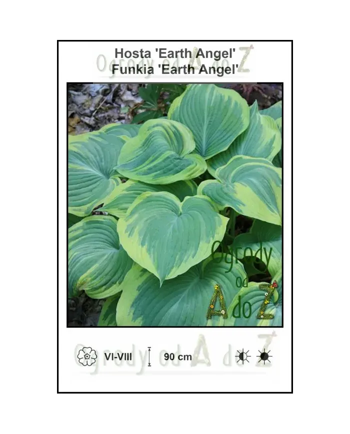 Hosta-Earth-Angel.jpg