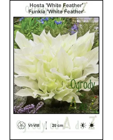 Hosta-White-Feather.jpg